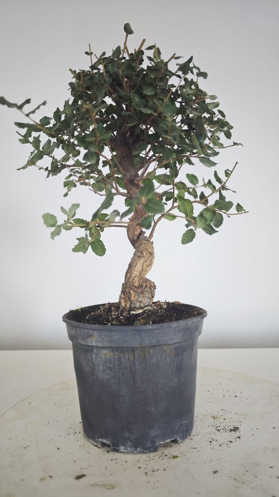 * Q 16 Quercus suber 95 euros con envio gratis peninsula.