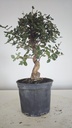 * Q 16 Quercus suber 95 euros con envio gratis peninsula.