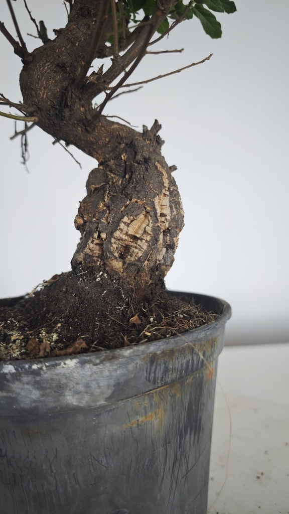 * Q 17 Quercus suber 95 euros con envio gratis peninsula.