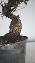 * Q 17 Quercus suber 95 euros con envio gratis peninsula.