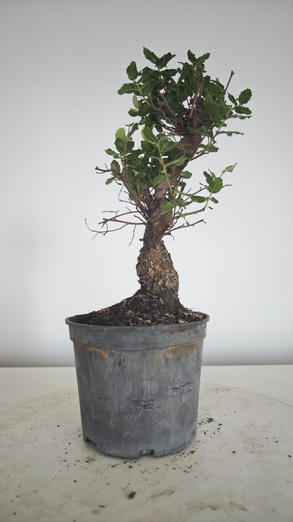 * Q 17 Quercus suber 95 euros con envio gratis peninsula.