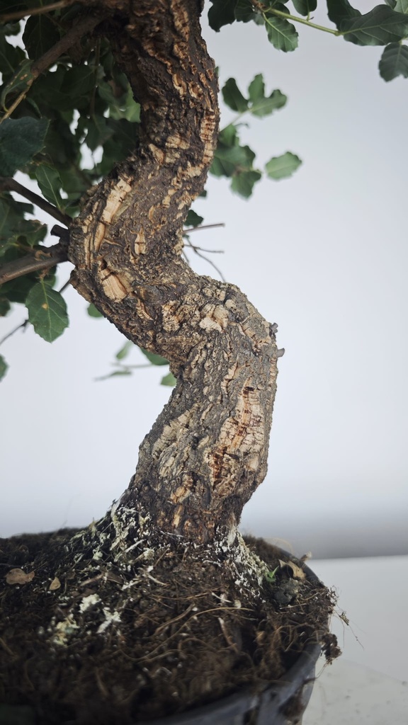 * Q 18 Quercus suber 95 euros con envio gratis peninsula.