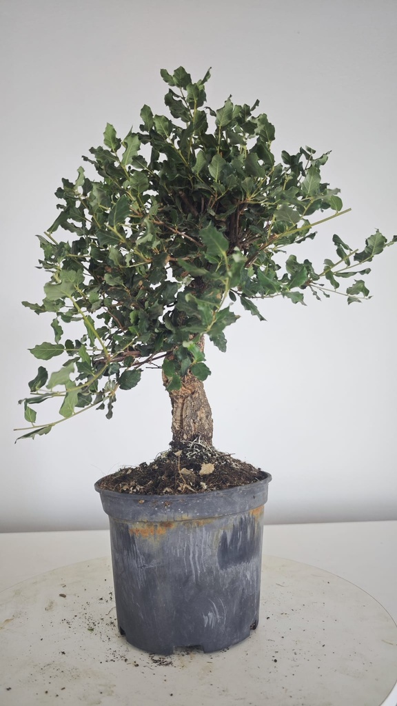 * Q 18 Quercus suber 95 euros con envio gratis peninsula.