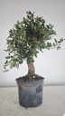 * Q 18 Quercus suber 95 euros con envio gratis peninsula.