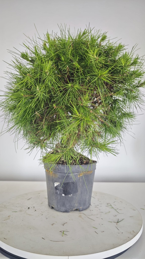 * H 1 Pinus halepensis 95 con envio gratis peninsula