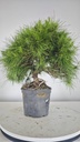 * H 1 Pinus halepensis 95 con envio gratis peninsula