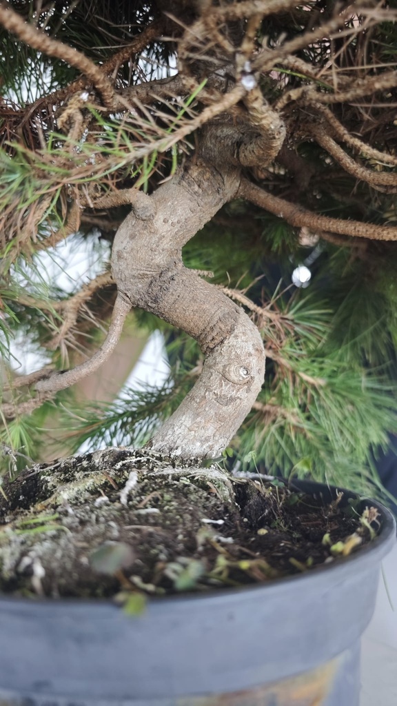 * H 2 Pinus halepensis 95 con envio gratis peninsula