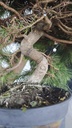 * H 2 Pinus halepensis 95 con envio gratis peninsula