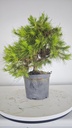* H 2 Pinus halepensis 95 con envio gratis peninsula