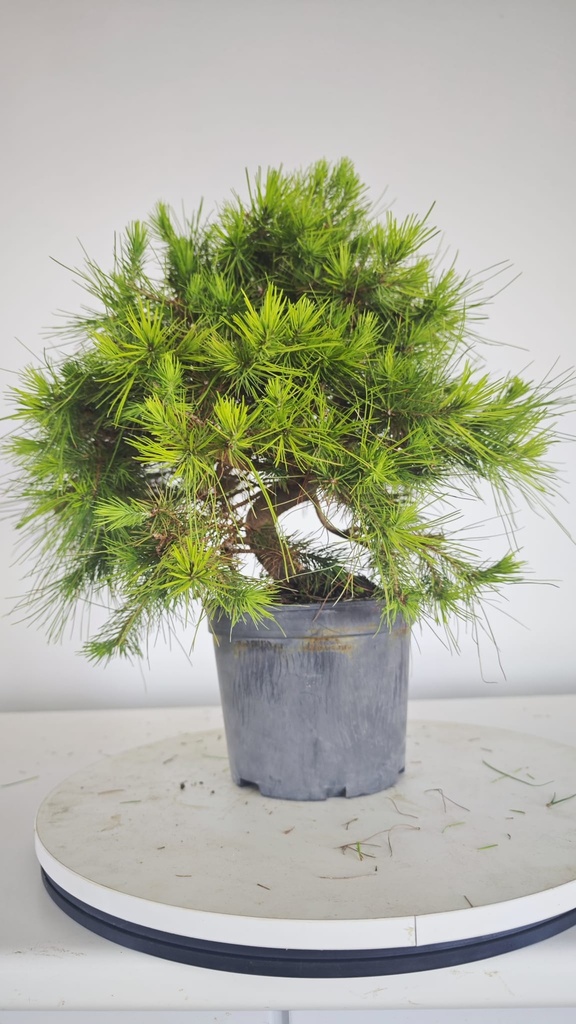 * H 2 Pinus halepensis 95 con envio gratis peninsula