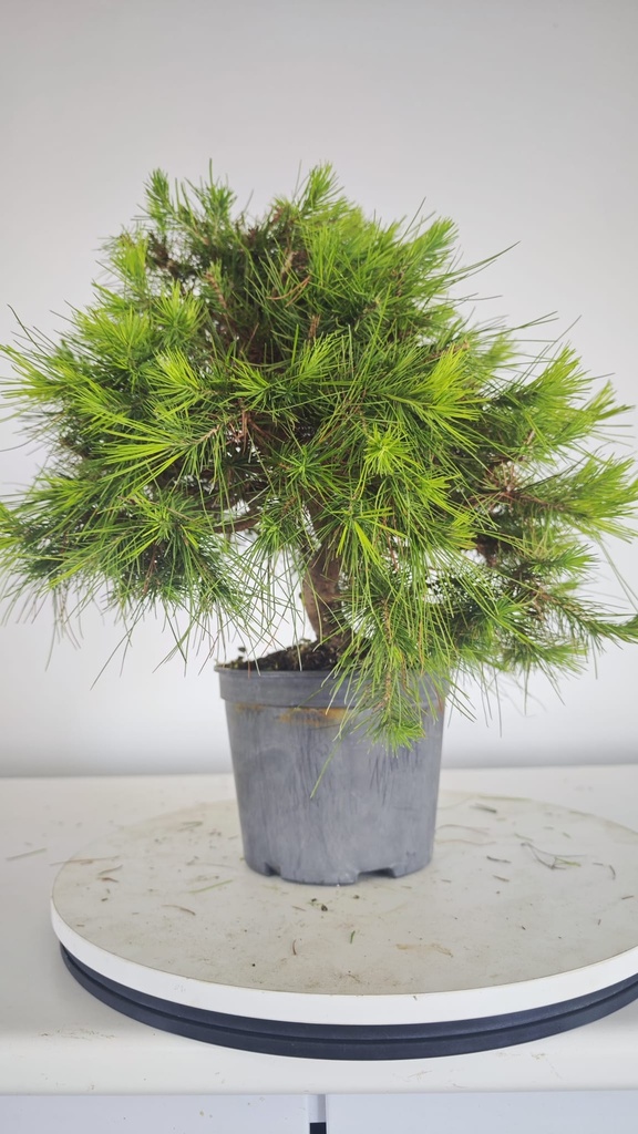 * H 2 Pinus halepensis 95 con envio gratis peninsula