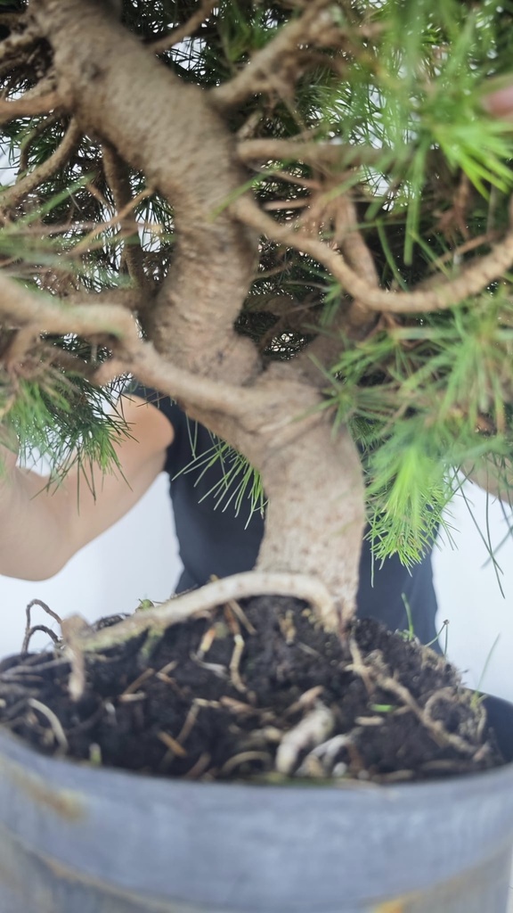 * H 3 Pinus halepensis 95 con envio gratis peninsula