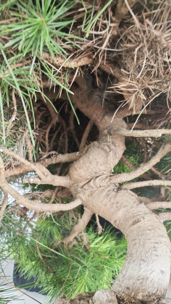 * H 4 Pinus halepensis 95 con envio gratis peninsula