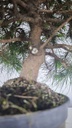 * H 5 Pinus halepensis 95 con envio gratis peninsula