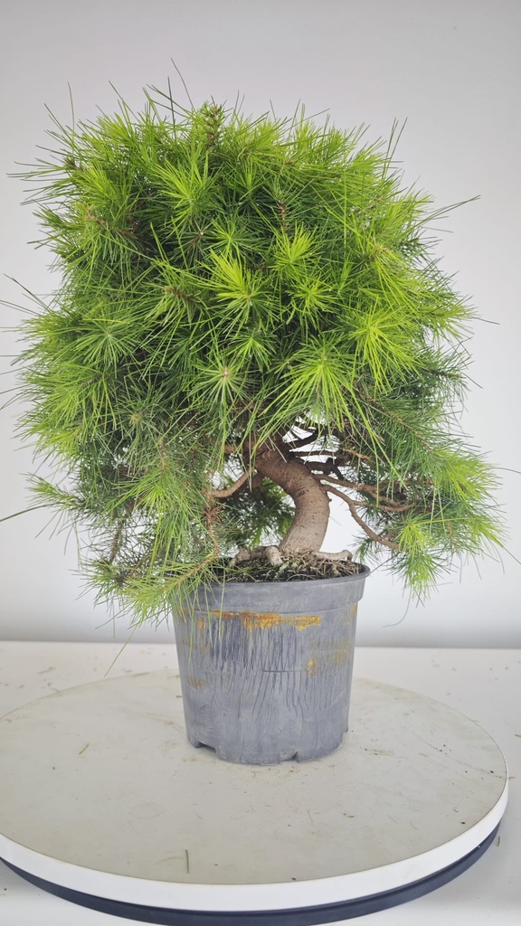 * H 5 Pinus halepensis 95 con envio gratis peninsula