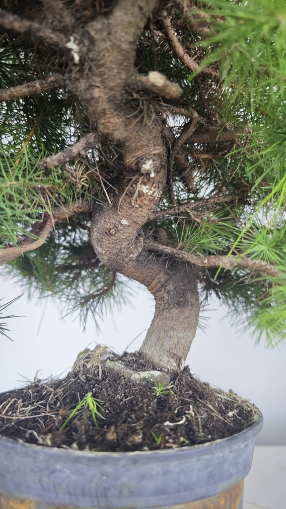 * H 6 Pinus halepensis 95 con envio gratis peninsula