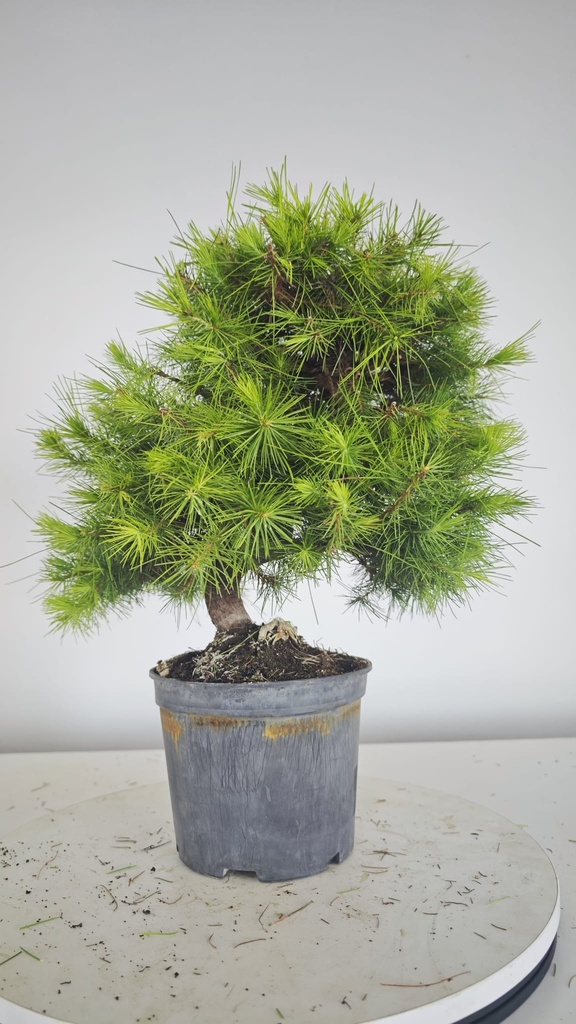 * H 6 Pinus halepensis 95 con envio gratis peninsula