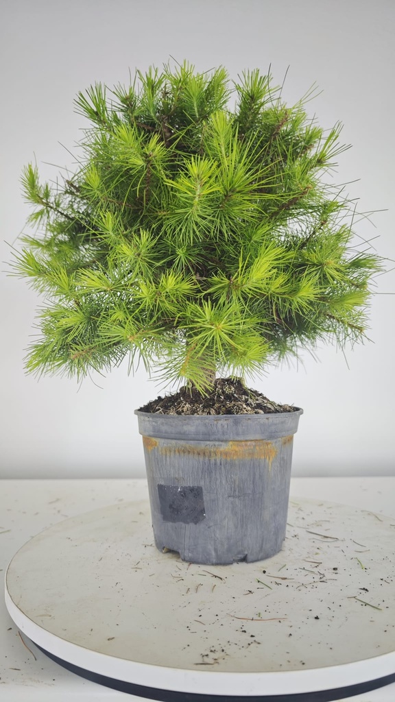 * H 6 Pinus halepensis 95 con envio gratis peninsula