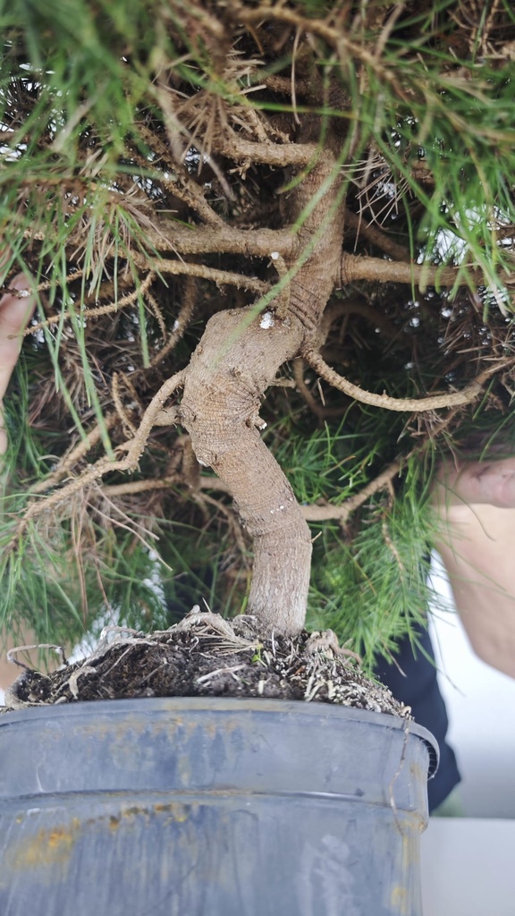 * H 7 Pinus halepensis 95 con envio gratis peninsula