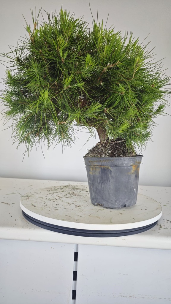 * H 7 Pinus halepensis 95 con envio gratis peninsula