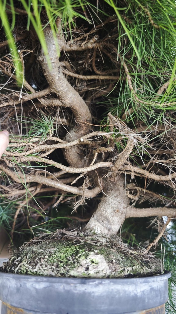 * H 8 Pinus halepensis 95 con envio gratis peninsula