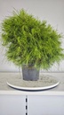 * H 8 Pinus halepensis 95 con envio gratis peninsula