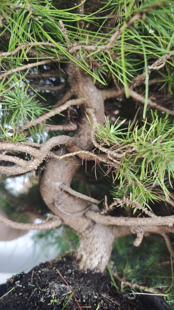 * H 9 Pinus halepensis 95 con envio gratis peninsula