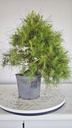 * H 9 Pinus halepensis 95 con envio gratis peninsula