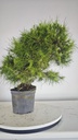 * H 10 Pinus halepensis 95 con envio gratis peninsula
