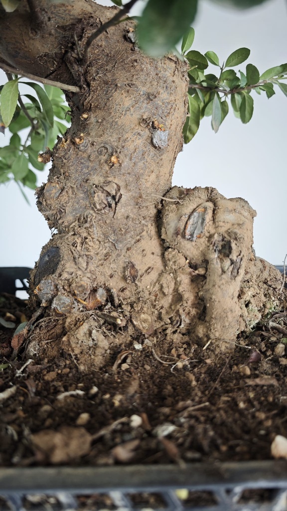 *Py 1 Pyracantha 595 euros con envio gratis peninsula.
