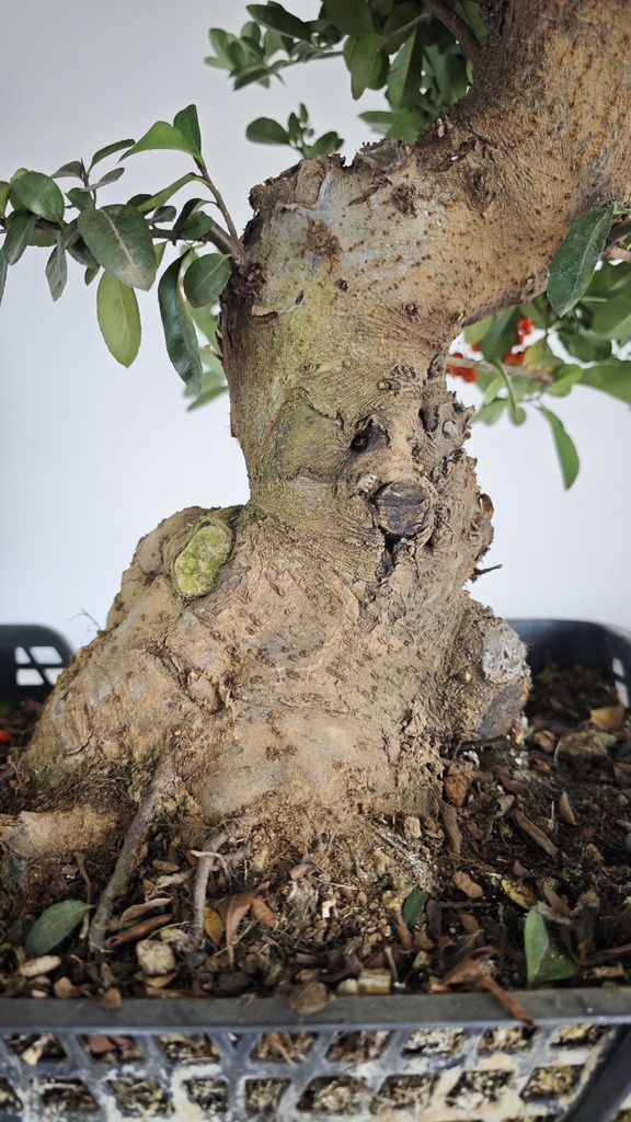 *Py 1 Pyracantha 595 euros con envio gratis peninsula.