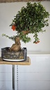 * P 1 Pinus thunbergii 49 euros con envio gratis peninsula.