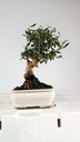 1 Olea europaea sylvestris, 30 euros