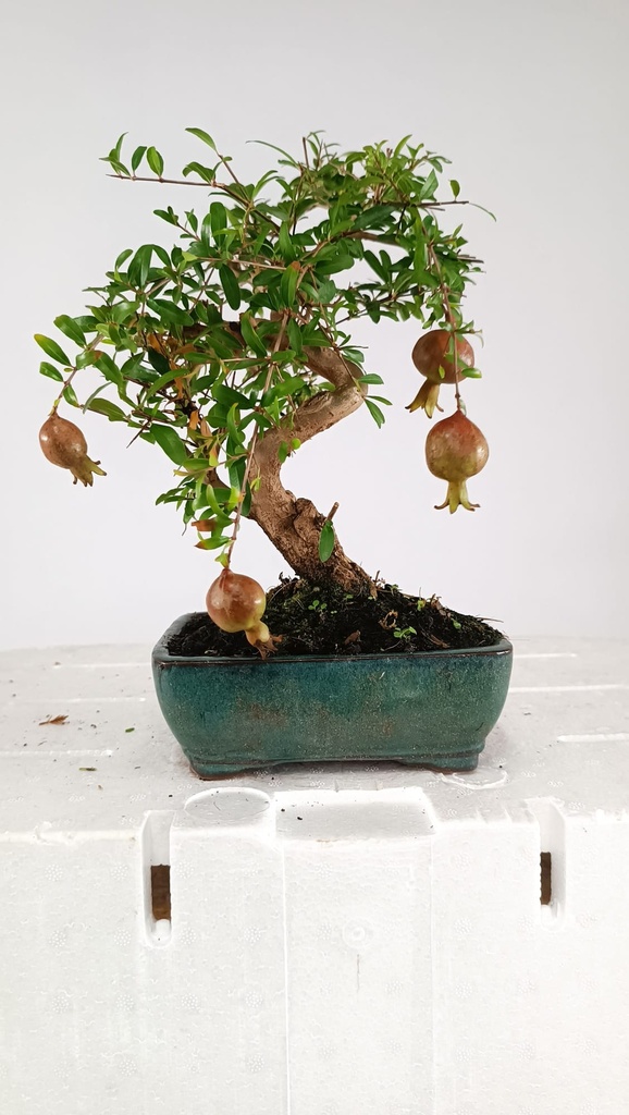 0Punica granatum, 40 euros