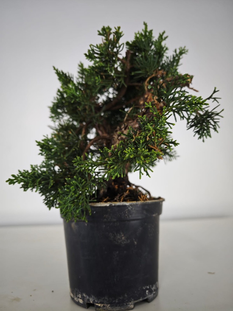2 Juniperus chinensis, 60 euros
