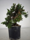 2 Juniperus chinensis, 60 euros