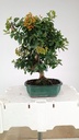 Pyracantha sp.  100 euros