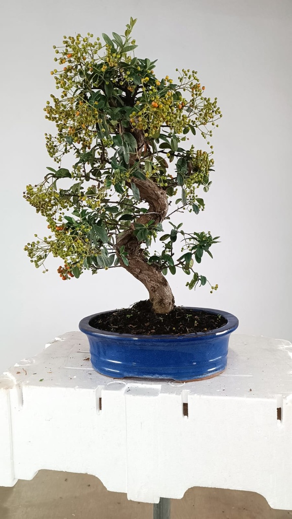 Pyracantha, 120 euros Passport -43-121638-050925