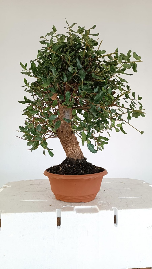 4 Quercus suber 200 euros Passport 164694-060225  D-es