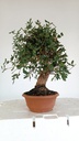 4 Quercus suber 200 euros Passport 164694-060225  D-es