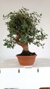 4 Quercus suber 200 euros Passport 164694-060225  D-es