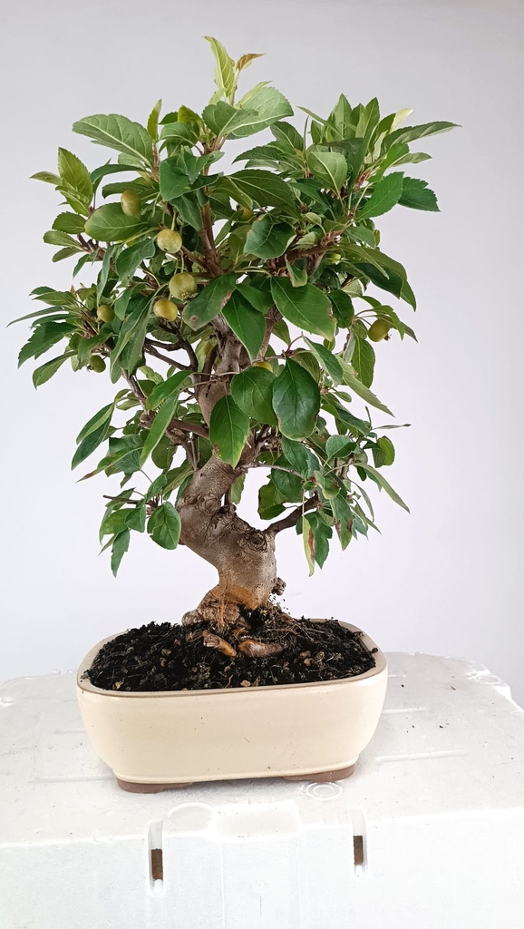 Malus sp. 85 euros Passport -43-159475-030925  D-ES