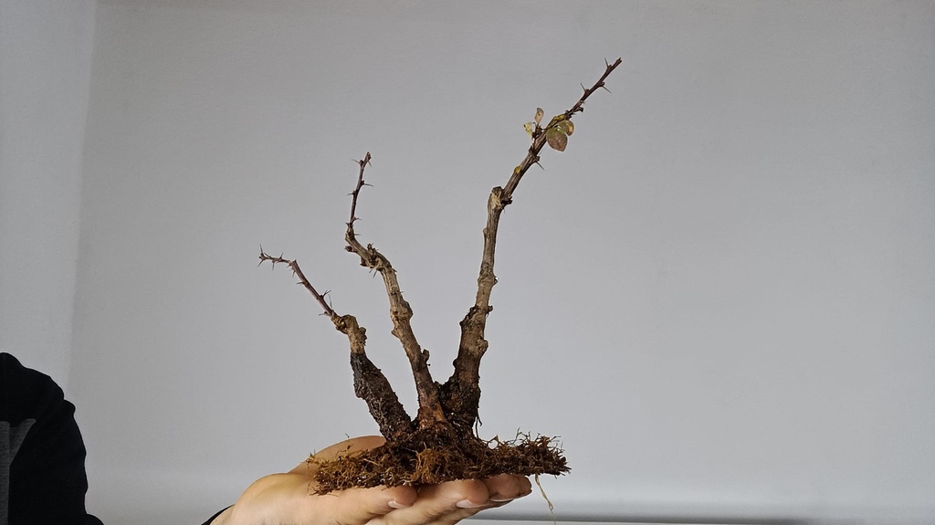 B 2. Berberis  120 euros con envio gratis peninsula.