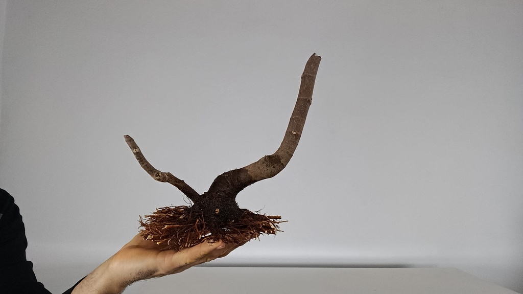 H 7.  Ficus carica 150 euros con envio gratis peninsula.