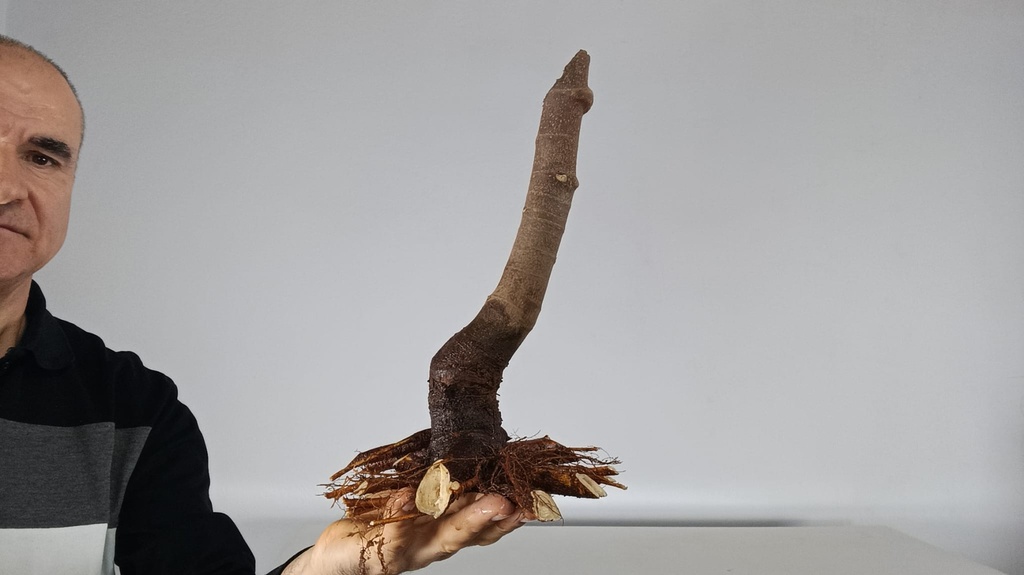 H 11. Ficus carica 120 euros con envio gratis peninsula.