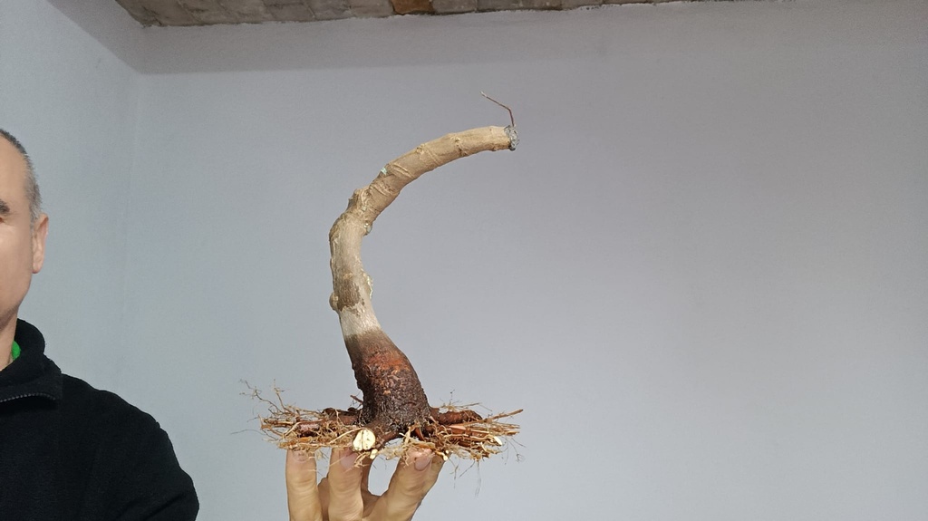 B 7.  Acer buergerianum 200 euros con envio gratis peninsula.