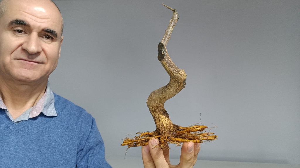 G 26. Granado nejikan 120 euros con envio gratis peninsula.