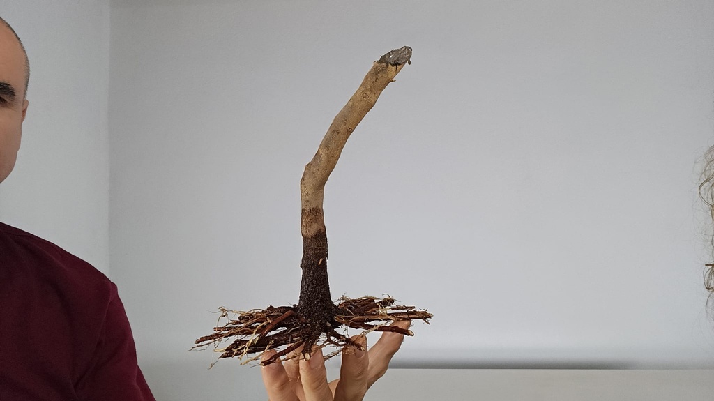 B 9. Acer buergerianum, 120 euros con envio gratis peninsula.