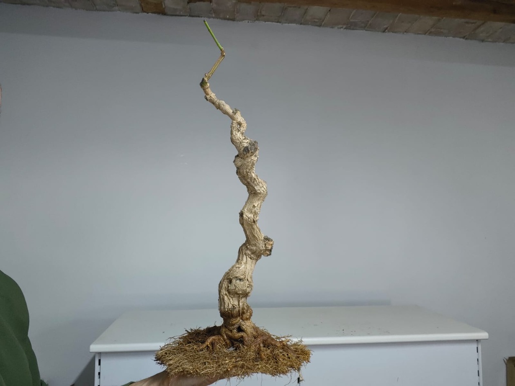 J 2. Jazmin grandiflorum 350 euors con envio gratis peninsula.