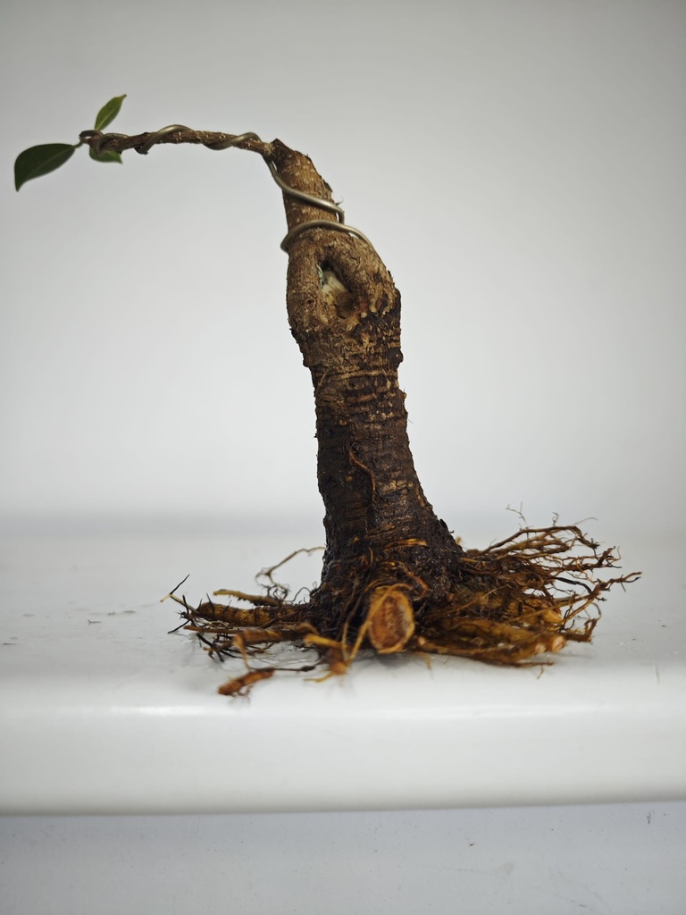 R 1. Ficus retusa 120 euros con envio gratis peninsula. R 1. Ficus retusa 120 euros con envio gratis peninsula. R 1. Ficus retusa 120 euros con envio gratis peninsula. R 1. Ficus retusa 120 euros con envio gratis peninsula. R 2. Ficus retusa 120 euros con envio gratis peninsula.